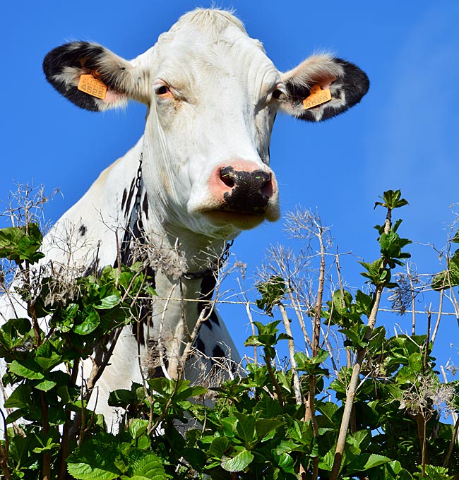 Azoren - Kühe trifft man immer auf der Insel Sao Miguel