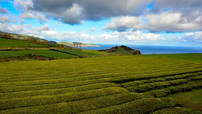 Azoren -Insel Sao Miguel - Teeplantage Goreana