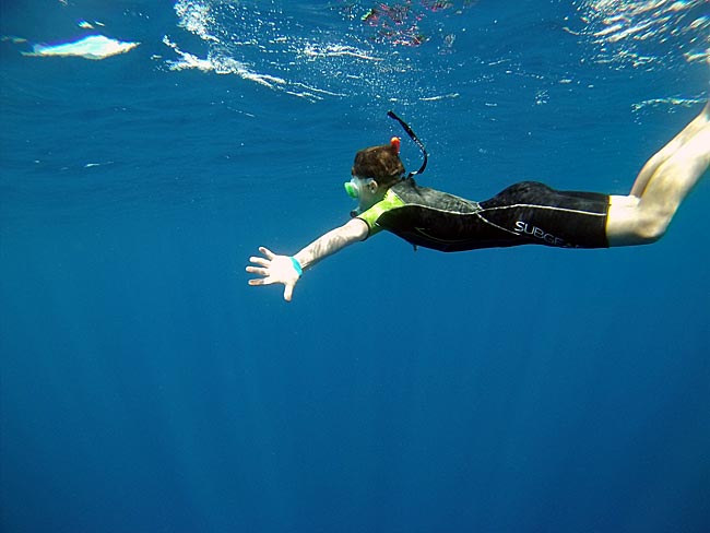Azoren - Schwimmen mit wilden Delphinen