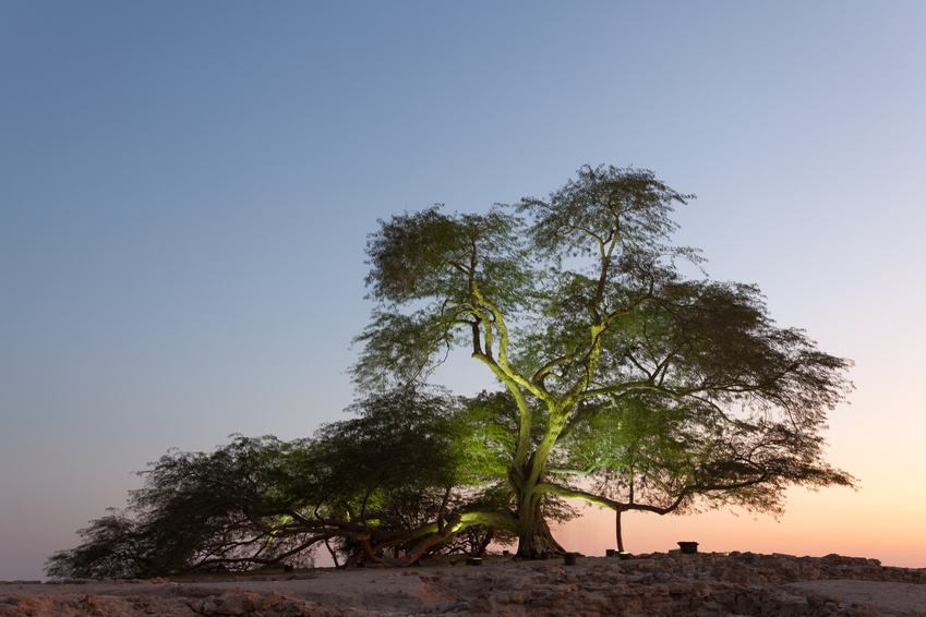 Bahrain, Tree of Life