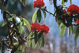 Rhdodendron / Bhutan
