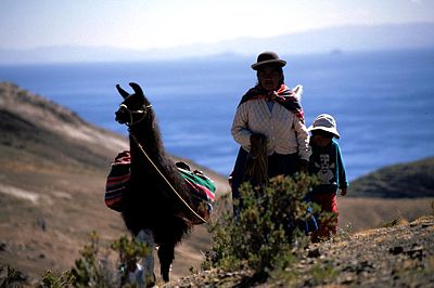 Bolivien Titicaca Lama