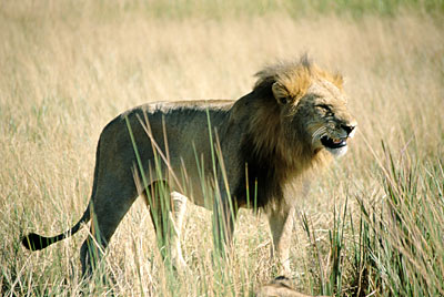 Botswana Kwando Der König der Tiere