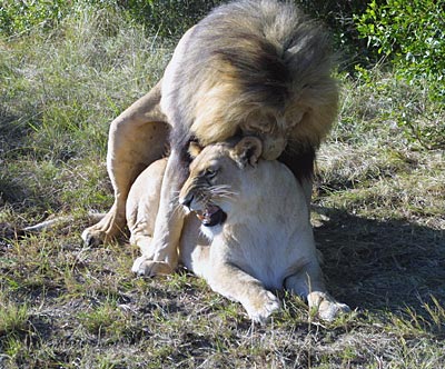 Botswana Kwando Löwenpaar