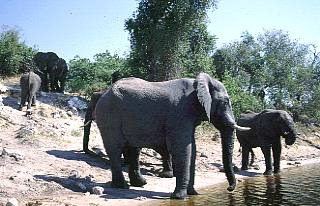 Botswana / Elefanten
