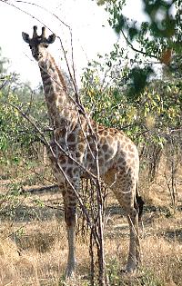 Botswana / Giraffe