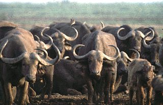 Botswana / Büffel