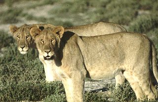 Botswana / Löwen