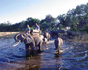 Botswana / Elefantenreiten