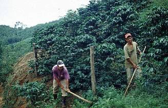 Brasilien / Kaffee-Arbeiter