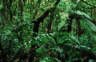 Brasilien - Regenwald