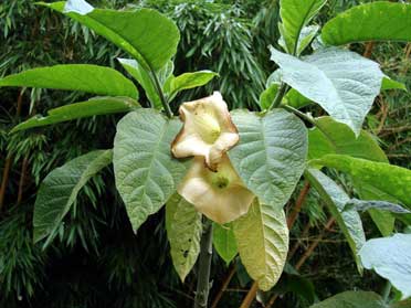 jardin-botanique