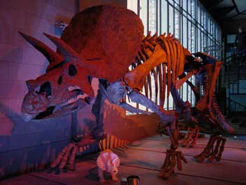 dino4