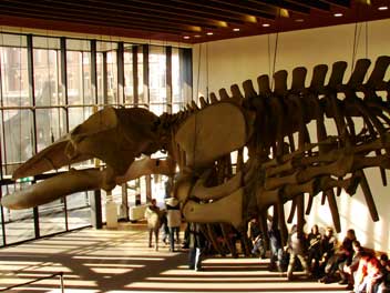 naturkundemuseum1