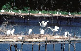 Avery Island, Cajun Country