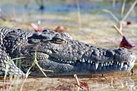 Namibia - Botswana - Krokodil