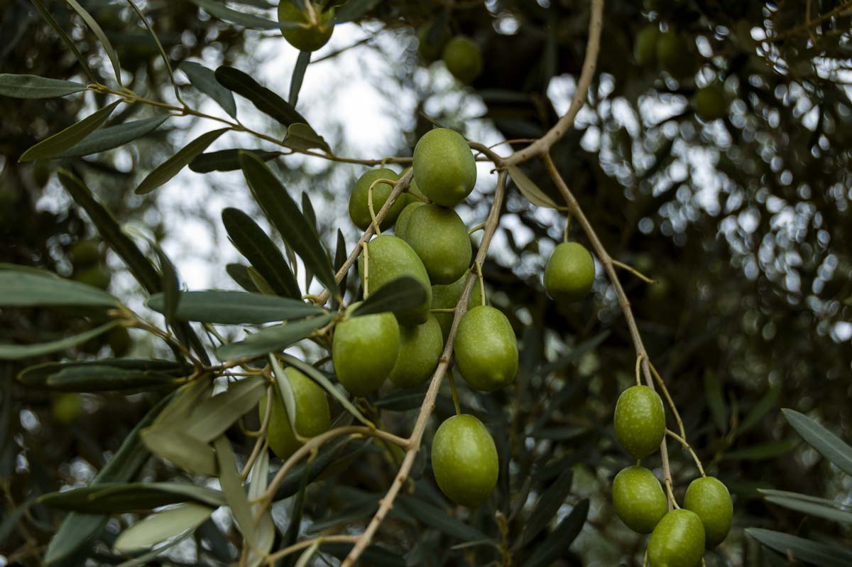 Oliven auf Kassandra (Chalkidiki)
