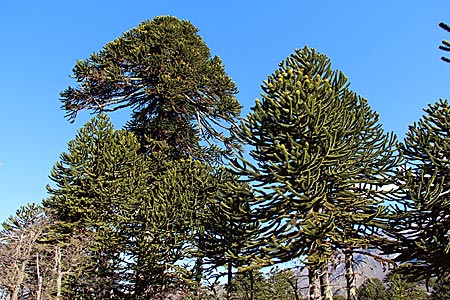 Chile - Nach ihnen ist die Region benannt: Araukarien-Bäume
