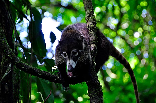 Costa Rica - Coati-mundi, ein Nasenbär im Arenal-Nationalpark