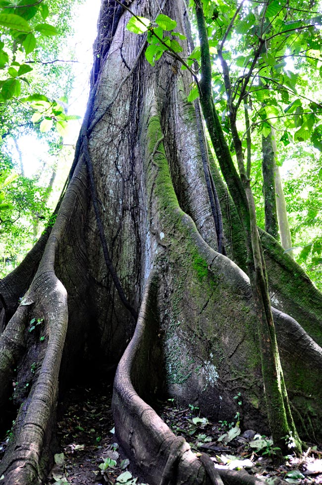 Ein Kapokbaum oder Ceiba im Parque Nacional Volcano Arenal, Costa Rica
