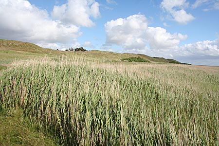 Dänemark - Mandö Landschaft