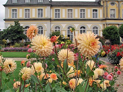 Bonn - Dahlien und Rosen blühen vor Schloss Clemensruh