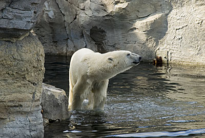 Bremerhaven - Eisbär im Zoo am Meer
