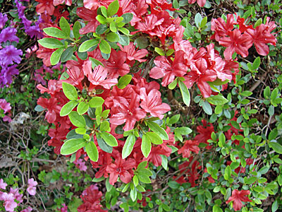 Dresden Reiseführer - Wachwitz - Höhenpark