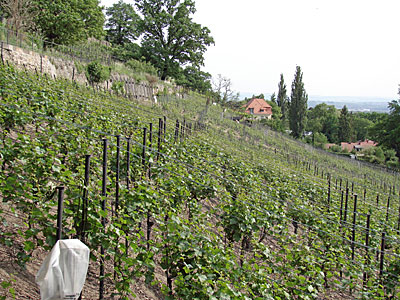 Dresden Reiseführer - Wachwitz - Königlicher Weinberg