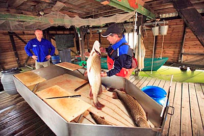 Deutschland - Meckelnburger Seenplatte - Fischverarbeitung an der Müritz