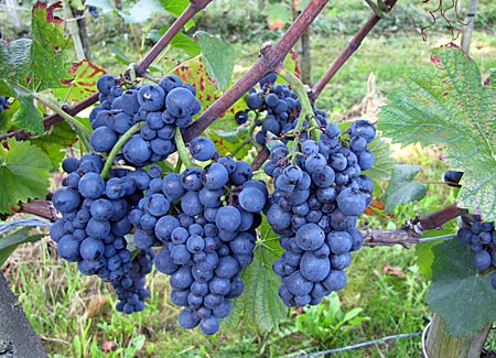 Blauer Spätburgunder, die Hauptsorte in Bühlertal