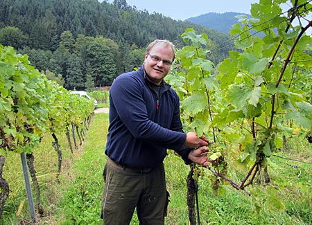 Bühlertal - Winzer Volker Maier bei der Müller-Thurgau-Lese