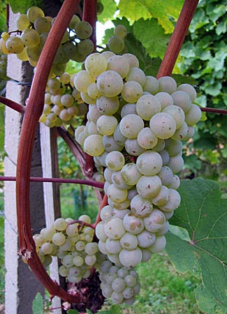 Bühlertal - Riesling Trauben