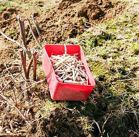 Früher ‚Arme-Leute-Nahrung’, heute Delikatesse. Hopfenspargel oder besser Hopfensprossen