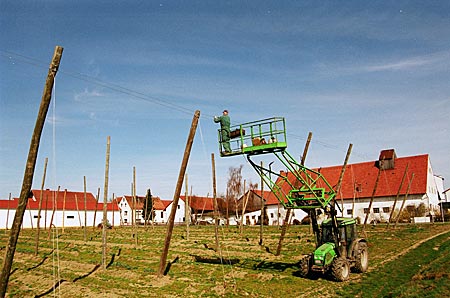 Strippenzieher am Werk: An den Drähten wird der Hopfen in die Höhe wachsen