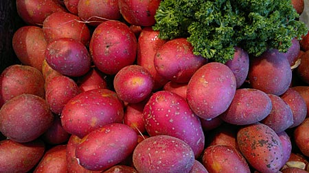 Die rotschalige Sorte Laura mit gelbem Fruchtfleisch