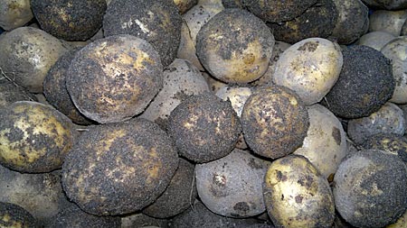 Kartoffeln