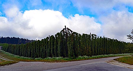 Typisch Hallertau im August: Hopfen so weit das Auge reicht