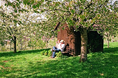 Hier verweilt man gerne: Rast unter blühenden Kirschbäumen im Markgräflerland