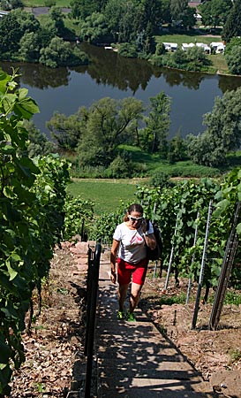 Miltenberg in Churfranken - Unterwegs auf dem Rotweinwanderweg