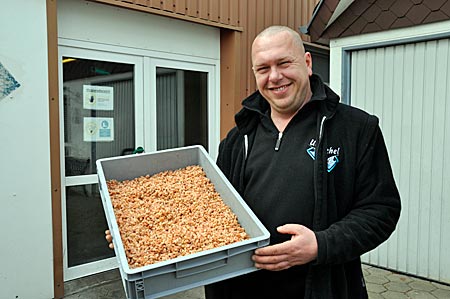 Nordseekrabben in Friedrichskoog in Dithmarschen