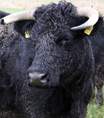 Ostfriesland - Klein Burhafe, Black Welsh Black Rinder