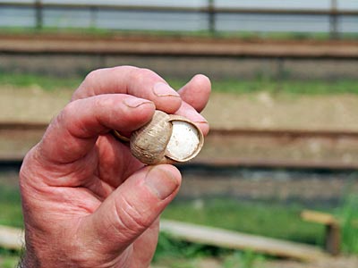 Asselheim - Ein Kalkdeckel schützt die Schnecken während der Wintermonate