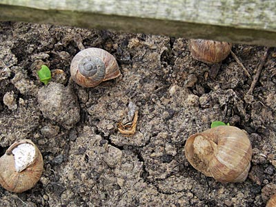 Asselheim - Noch erfreuen sich diese Schnecken ihres Lebens und schmatzen des Nachts beim leckeren Mahl