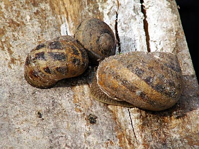 Asselheim - Immer langsam voran, immer langsam voran – Weinbergschnecken in Asselheim