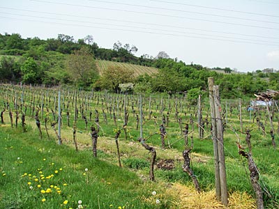 Asselheim - Inmitten von Weinbergen liegt die Schneckenfarm von Stefan Charlier