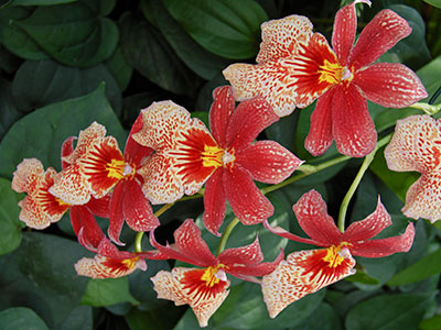 Orchideen im Berggarten von Hannover