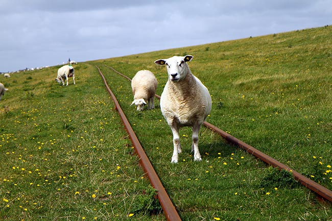 Schafe auf den Schienen der Lorenbahn