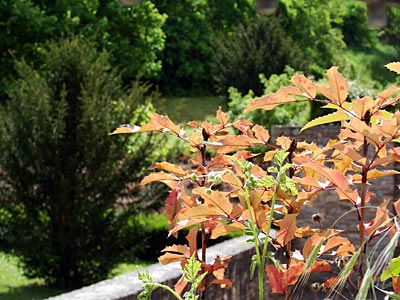 Rheinland-Pfalz - Bad Kreuznach - Diese Roteiche gehört zu den Exoten des Schlossparks