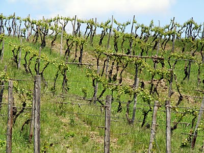 Rheinland-Pfalz - Bad Kreuznach - Hier gedeiht der Riesling